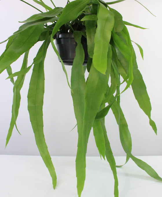 Epiphyllum pumilum Image 3