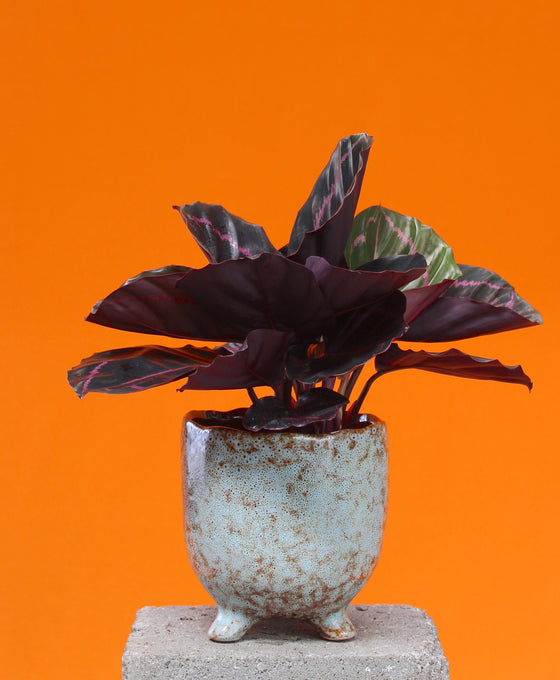 Calathea roseopicta 'Dottie' Image 3