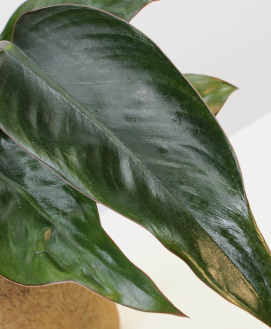 Philodendron 'Rojo Congo' Image 2