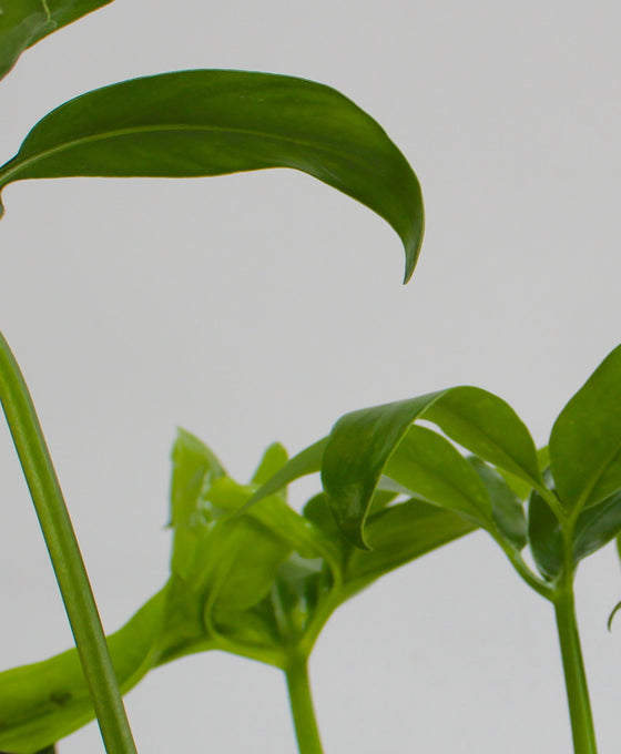Thaumatophyllum spruceanum 'Green wonder' Image 2