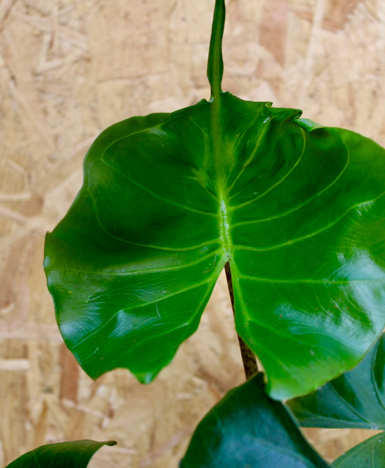 Alocasia macrorrhizos 'Stingray' Image 2