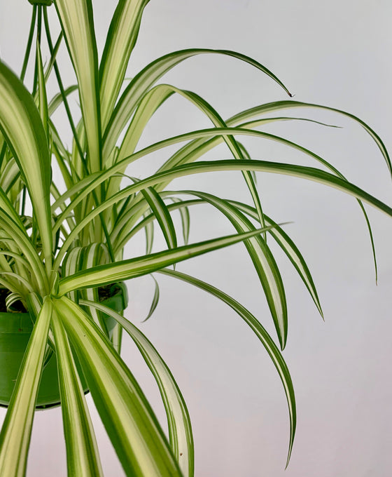 Chlorophytum comosum 'Vittatum' Image 3