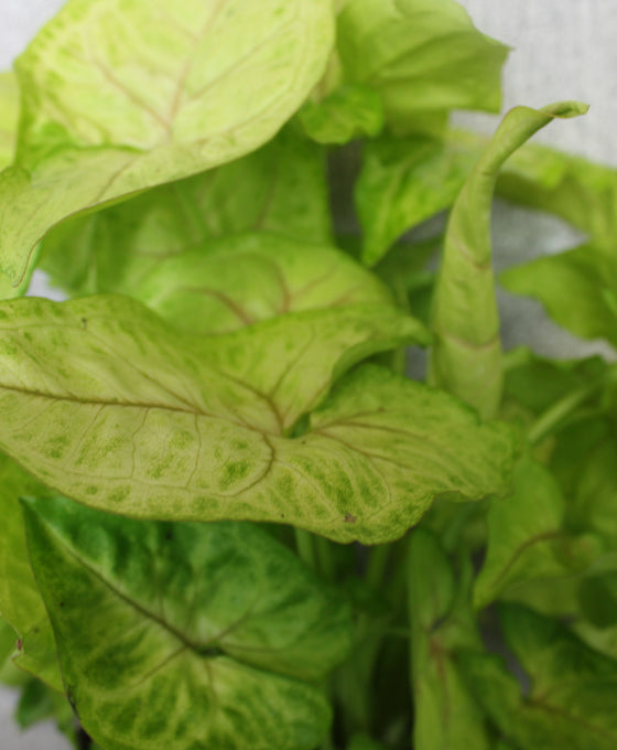 Syngonium podophyllum 'Golden' Image 3