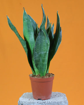 Dracaena trifasciata 'Black Diamond'