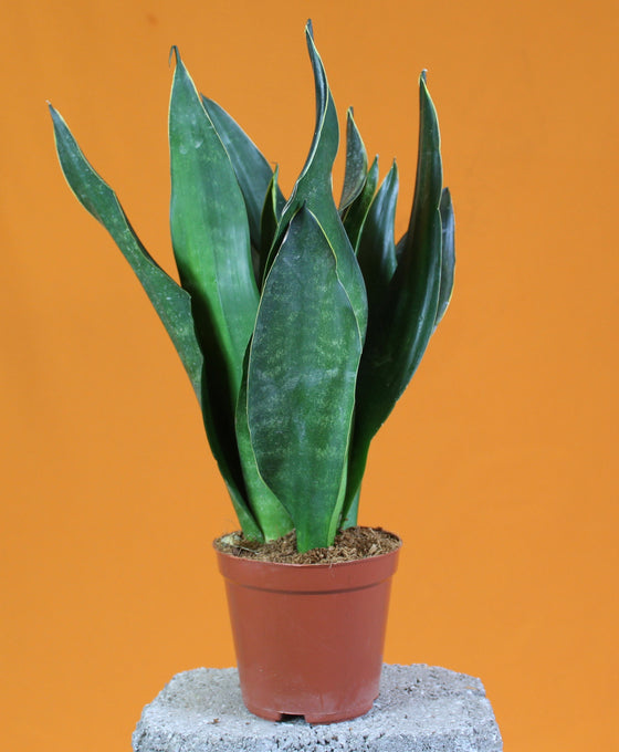 Dracaena trifasciata 'Black Diamond'