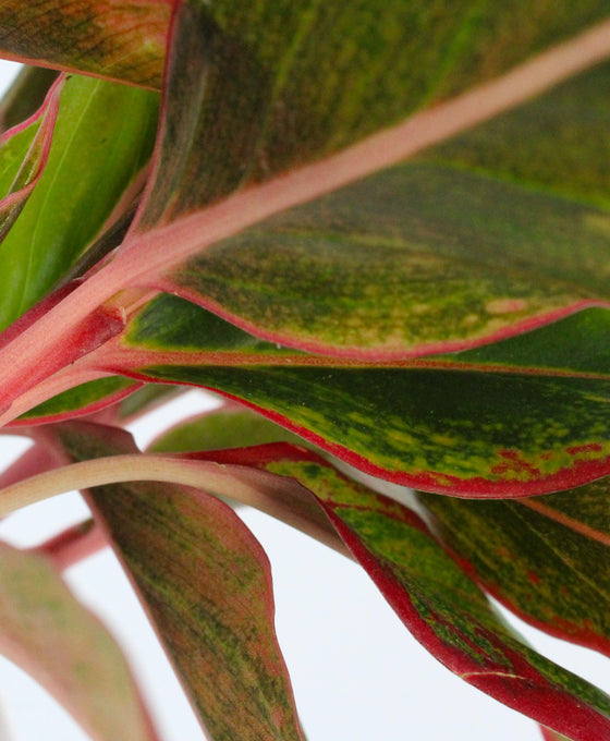 Aglaonema commutatum 'Crete' Image 4