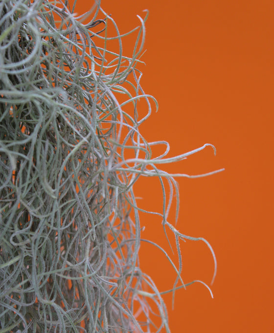 Tillandsia usneoides - Spanish Moss Image 5