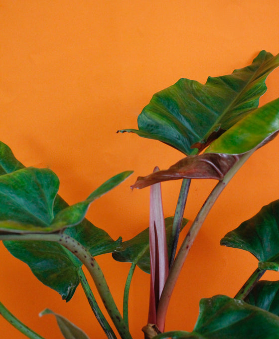 Philodendron 'Weeks Red' Hybrid Image 3