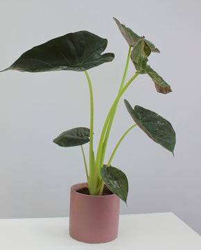 Alocasia wentii - Hardy Elephant Ear