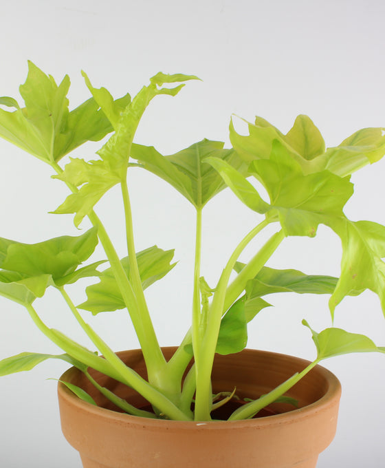 Thaumatophylum bipinnatifidum 'Gold' Image 3