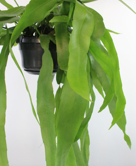 Epiphyllum pumilum Image 5