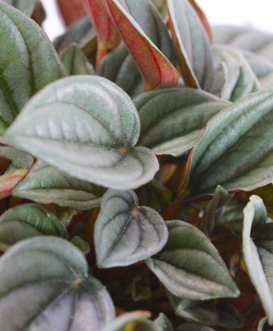 Peperomia 'Napoli Nights' Image 2
