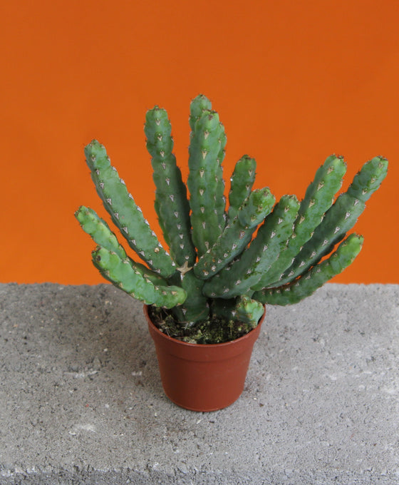 Senecio stapeliiformis Image 2