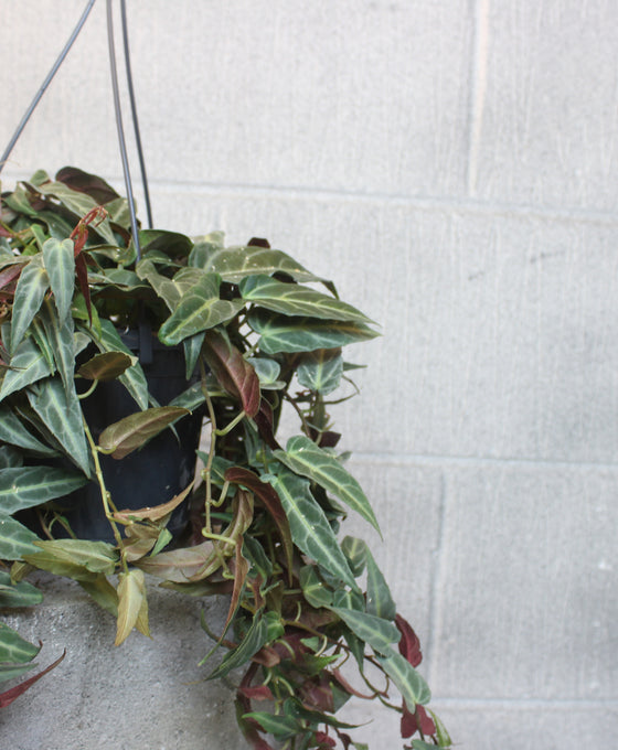 Parthenocissus amazonica