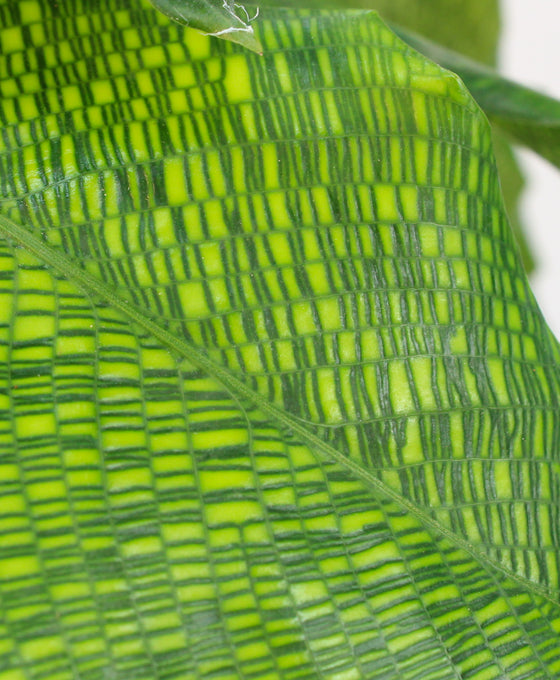 Calathea musaica 'Network' Image 5