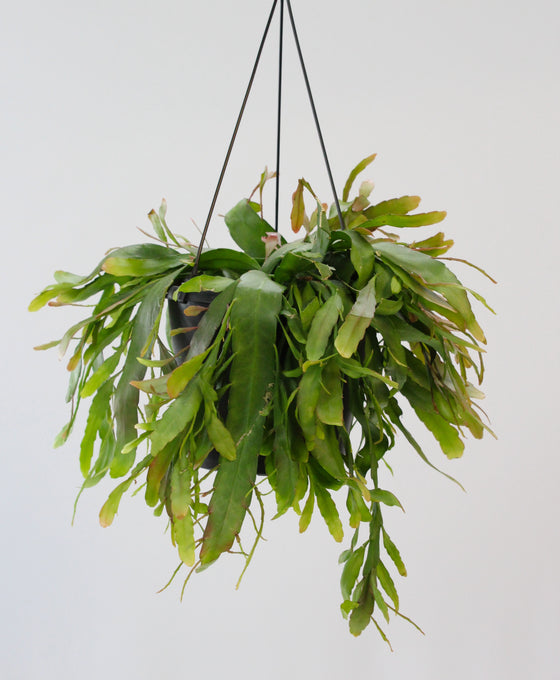 Pseudorhipsalis ramulosa 'Red Coral'