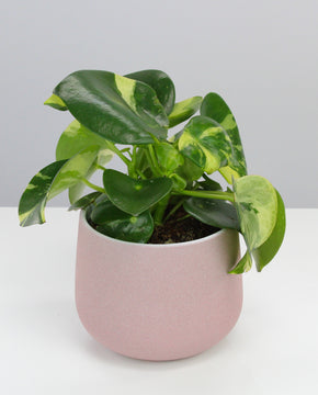 Peperomia polybotrya 'Raindrop' variegata