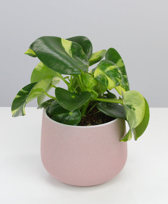 Peperomia polybotrya 'Raindrop' variegata
