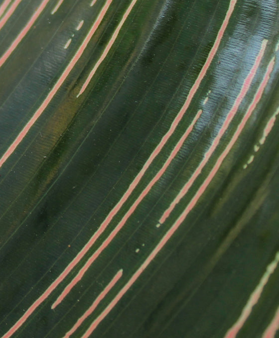 Calathea ornata Image 2