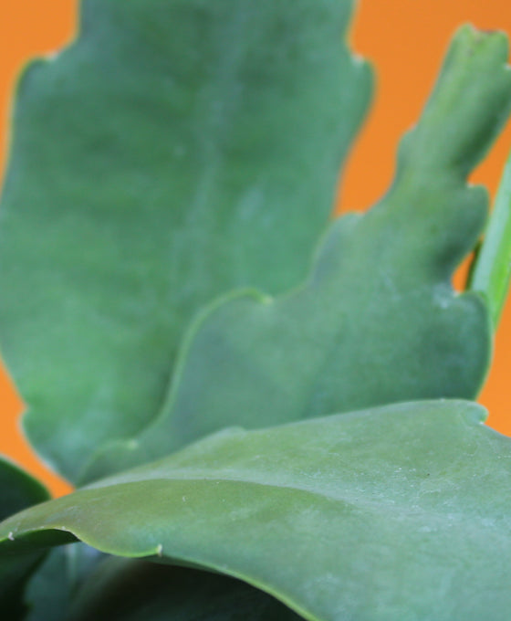 Epiphyllum ‘Beavertail’ Image 2