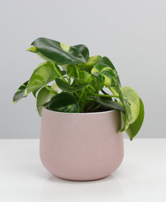 Peperomia polybotrya 'Raindrop' variegata Image 3