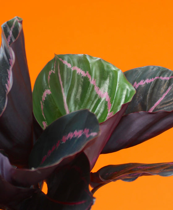 Calathea roseopicta 'Dottie' Image 2