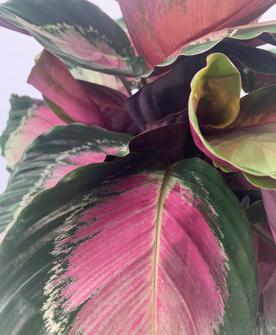 Calathea 'Crimson Green' Image 2