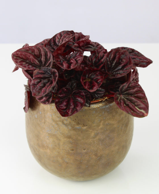 Peperomia caperata 'Schumi Red' Image 3