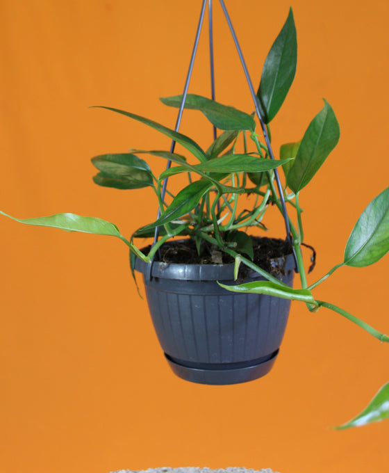 Epipremnum pinnatum Image 3