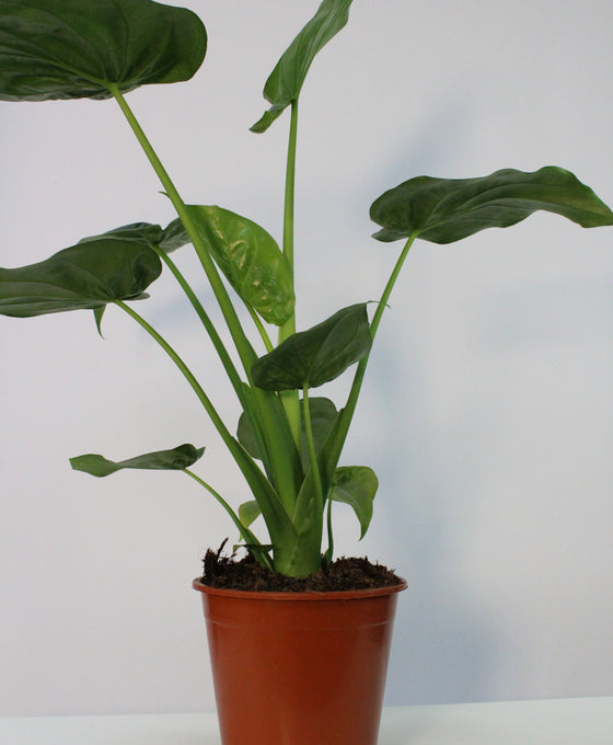 Alocasia cucullata