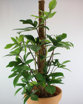 Philodendron pedatum