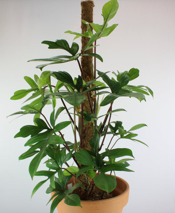 Philodendron pedatum