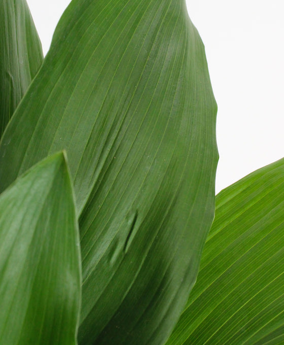 Aspidistra elatior Image 3