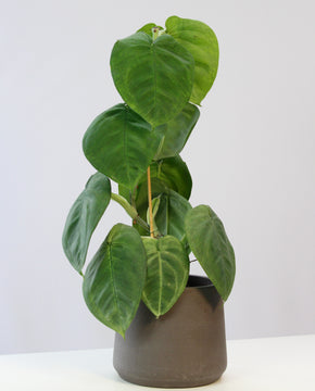 Syngonium macrophyllum 'Frosted Heart'