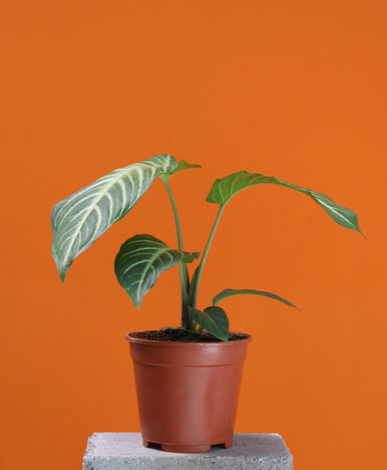 Caladium lindenii Image 4