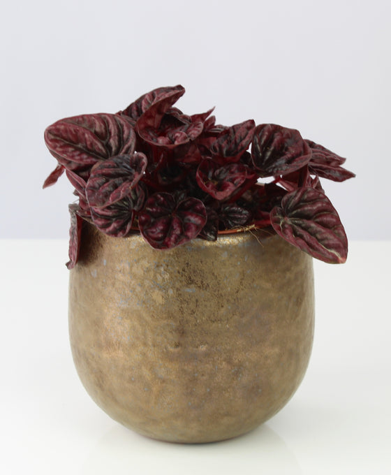 Peperomia caperata 'Schumi Red'