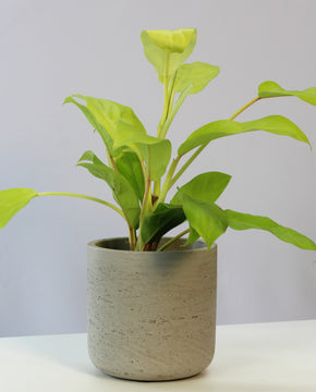 Philodendron 'Lemon Lime'