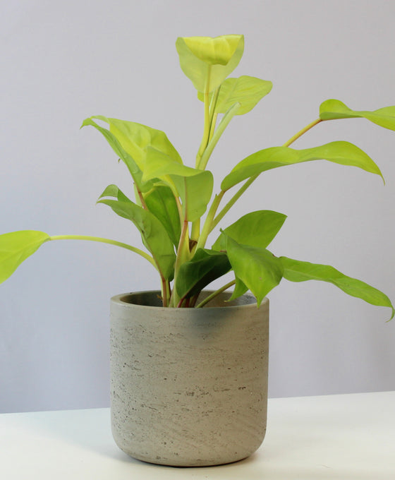 Philodendron 'Lemon Lime'