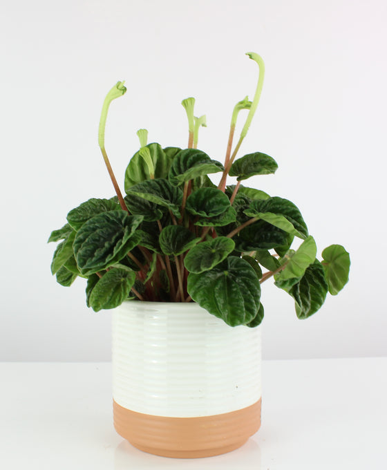 Peperomia caperata 'Lilian'