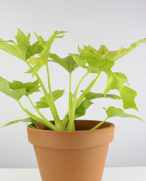 Thaumatophylum bipinnatifidum 'Gold'