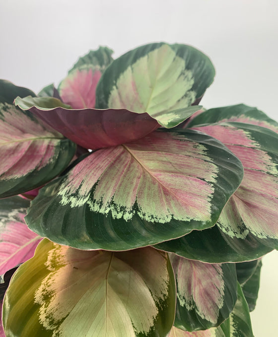 Calathea 'Crimson Green' Image 3