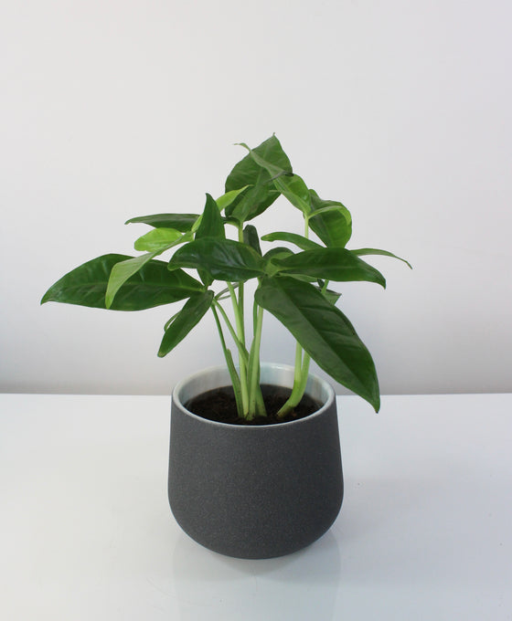 Syngonium podophyllum 'Trileaf Wonder' Image 2
