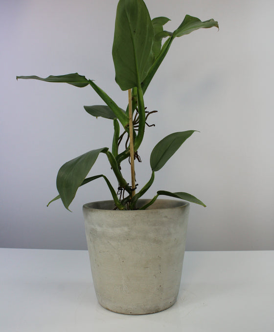 Concrete pot Image 6