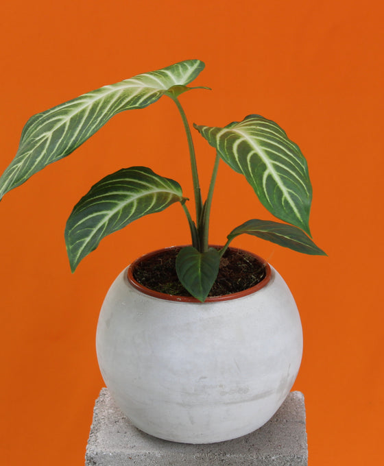 Caladium lindenii Image 3