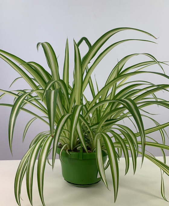 Chlorophytum comosum 'Vittatum'