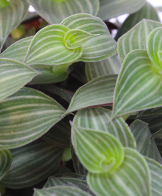 Tradescantia 'Tiana' Image 2