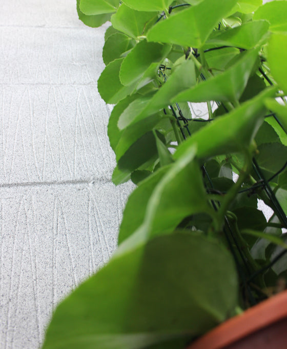 Cissus rotundifolia Image 2