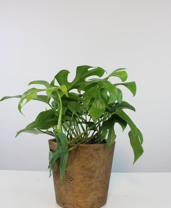 Mini Bucket pot Image 2