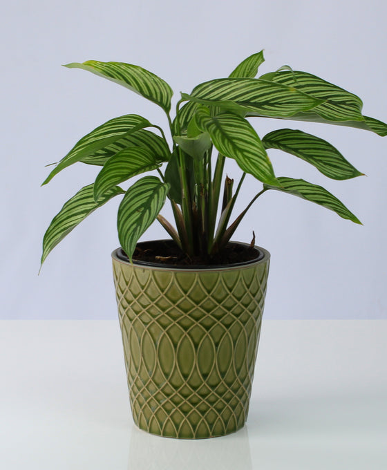 Calathea elliptica 'Vittata'