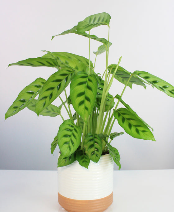 Calathea leopardina
